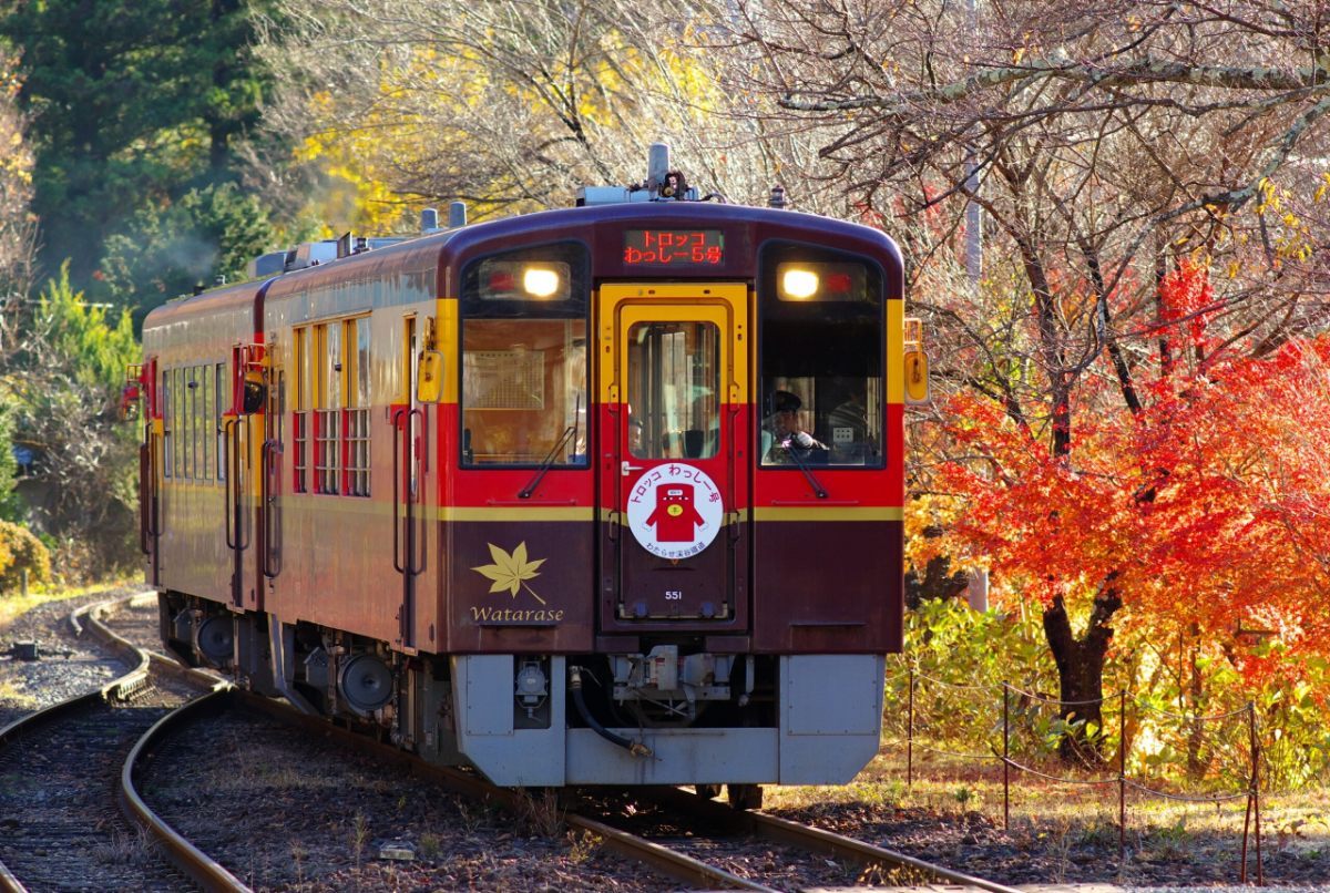 渡良瀬川に沿って走る「トロッコわっしー号」。目の前に迫る紅葉は圧巻！