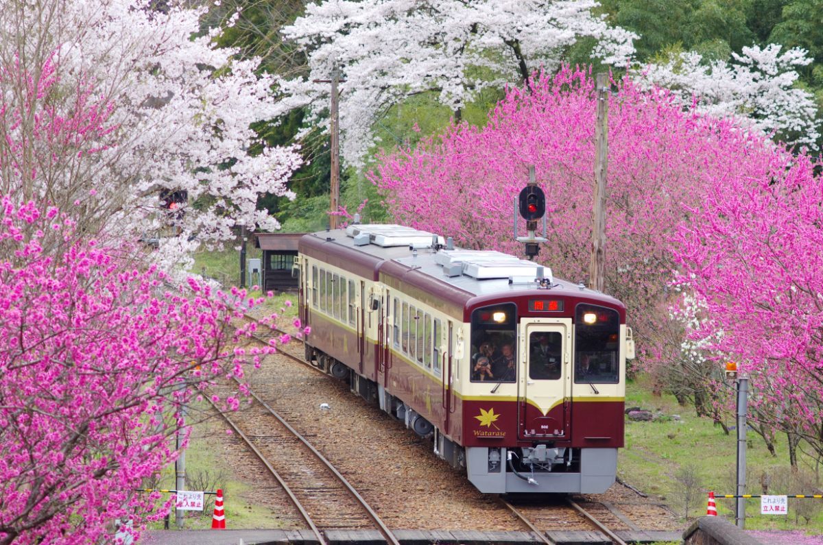 春は満開の桜を満喫