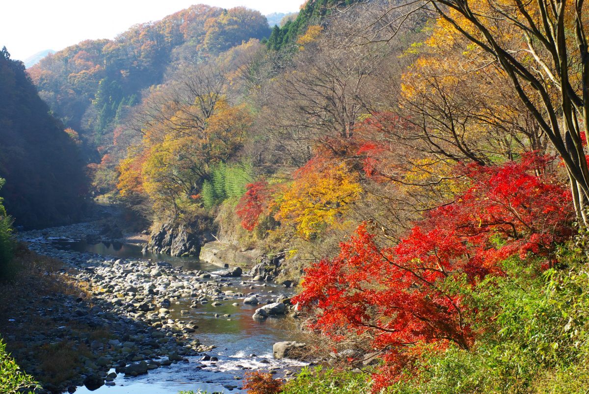 紅葉の名所、「小路瀬渓谷（こじせけいこく）」も車窓に！