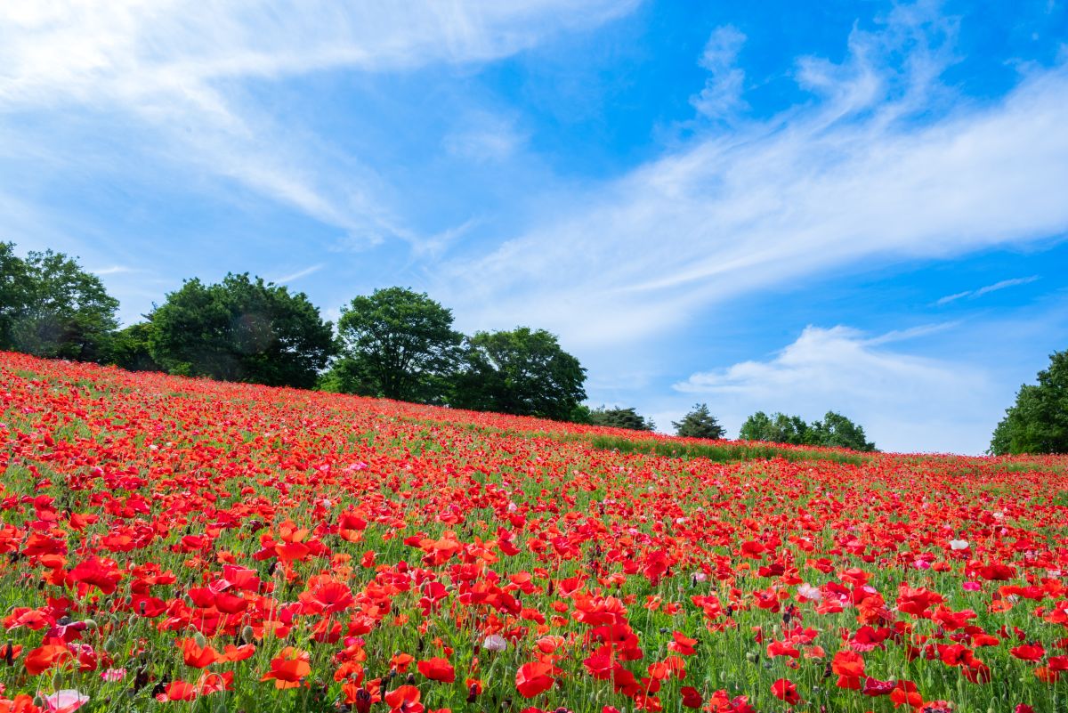国営昭和記念公園シャーレーポピー1