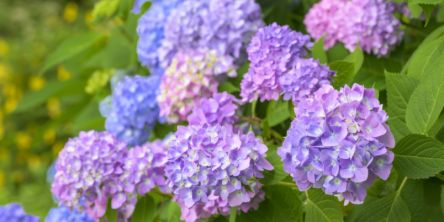 アジサイってどんな花？ 花言葉や、観光で訪れたいおすすめの名所をご紹介