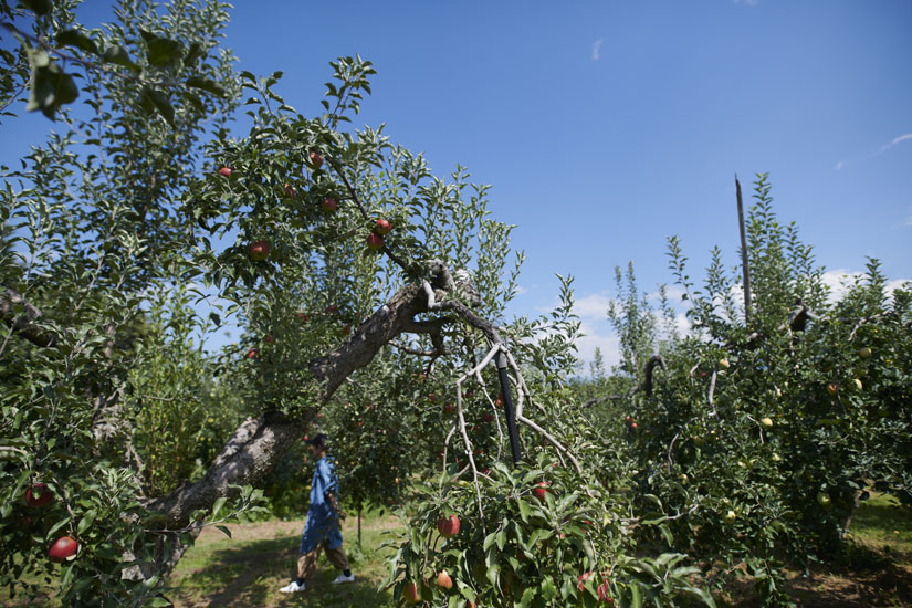 0.5haの広大な畑には、約15品種のりんごの木が。時期を追って赤や黄色の実をつける