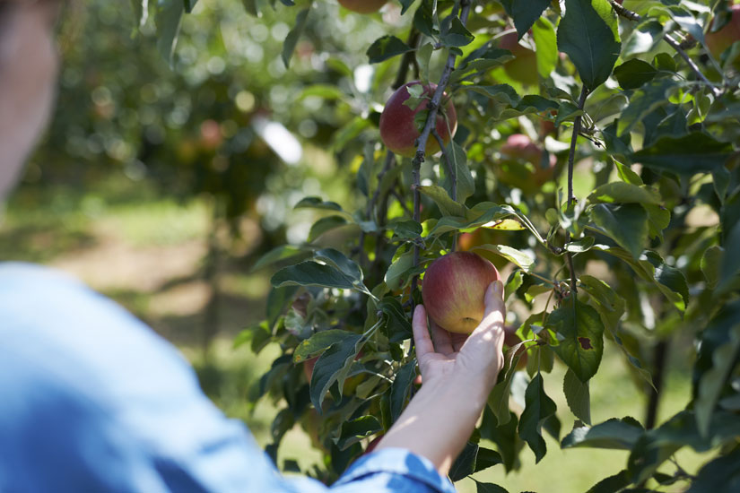 りんごのもぎ方もレクチャーしてもらえる。自分でもいだりんごのおいしさをぜひ体感して