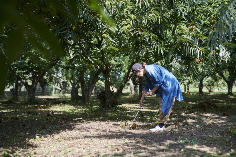 栗拾いは10月中旬まで。果物狩りもネットで予約制。空いていれば当日でもOK