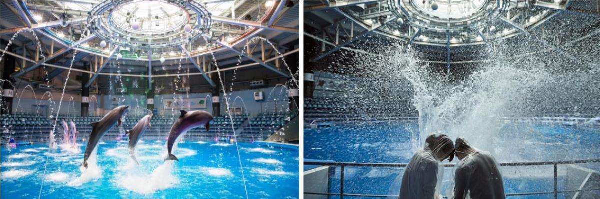 「Dolphin Splash Fes」イメージ