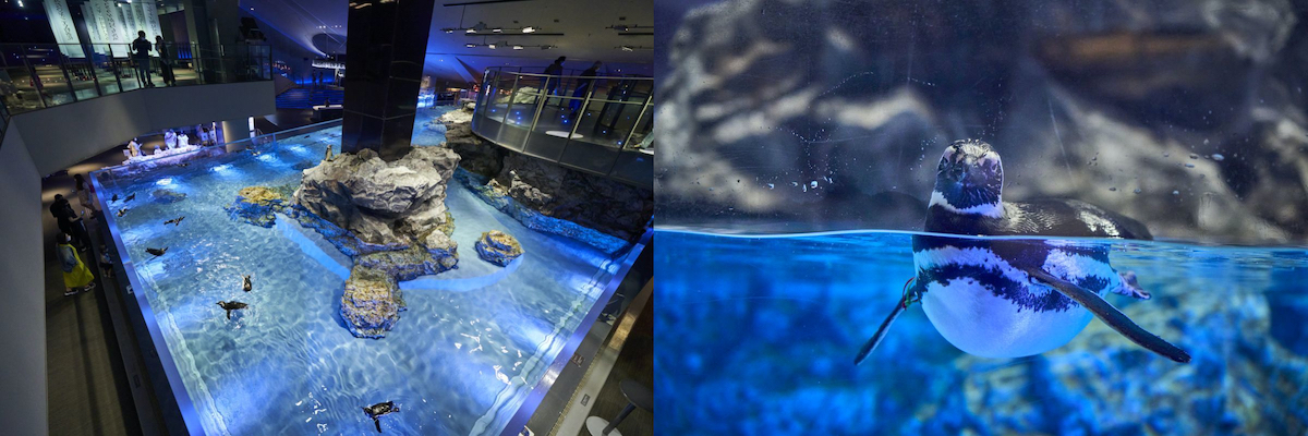 「すみだ水族館」ペンギン