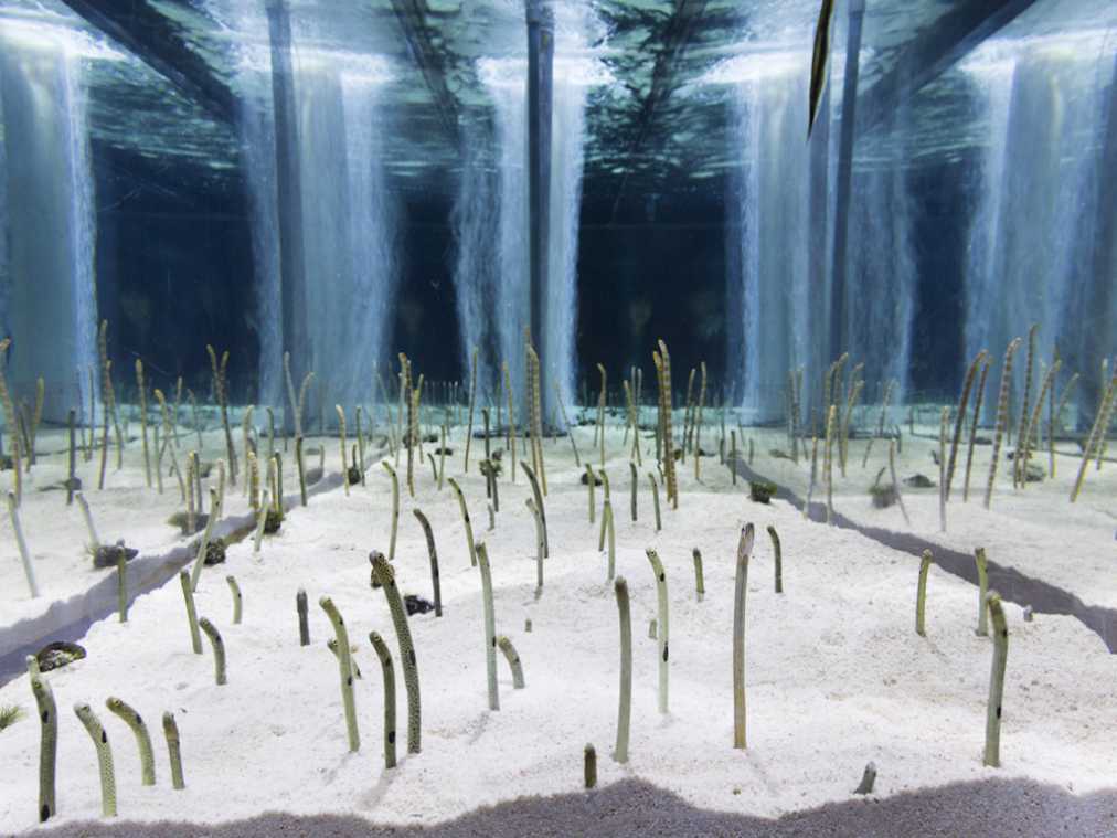 「すみだ水族館」チンアナゴ