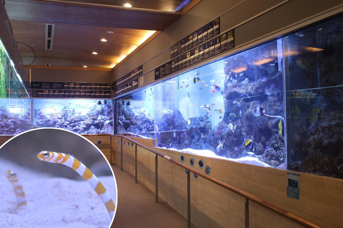 砂からひょっこりと顔を出す「ニシキアナゴ」