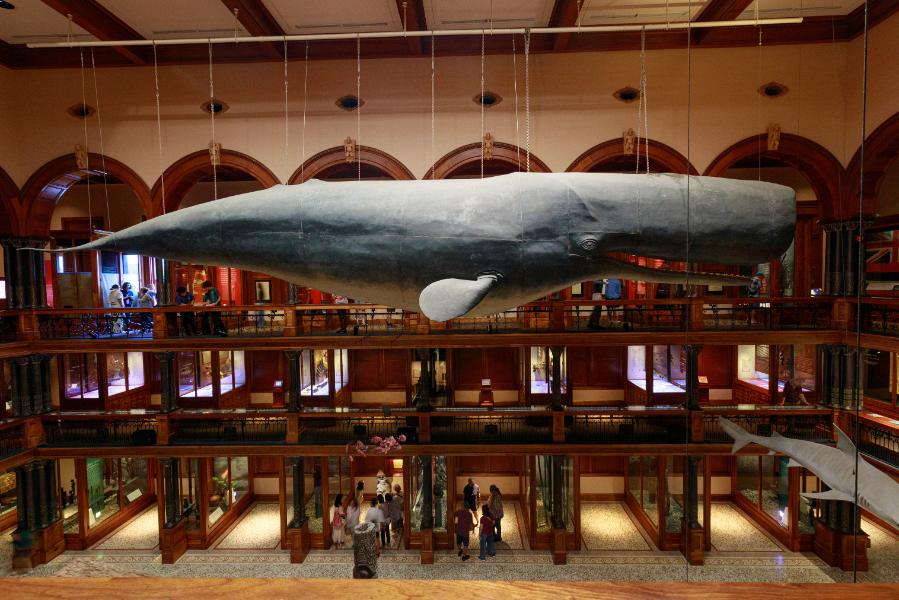 マッコウクジラの標本