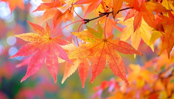 秋といえば？ 食べ物・行事・花・旅行まで徹底紹介