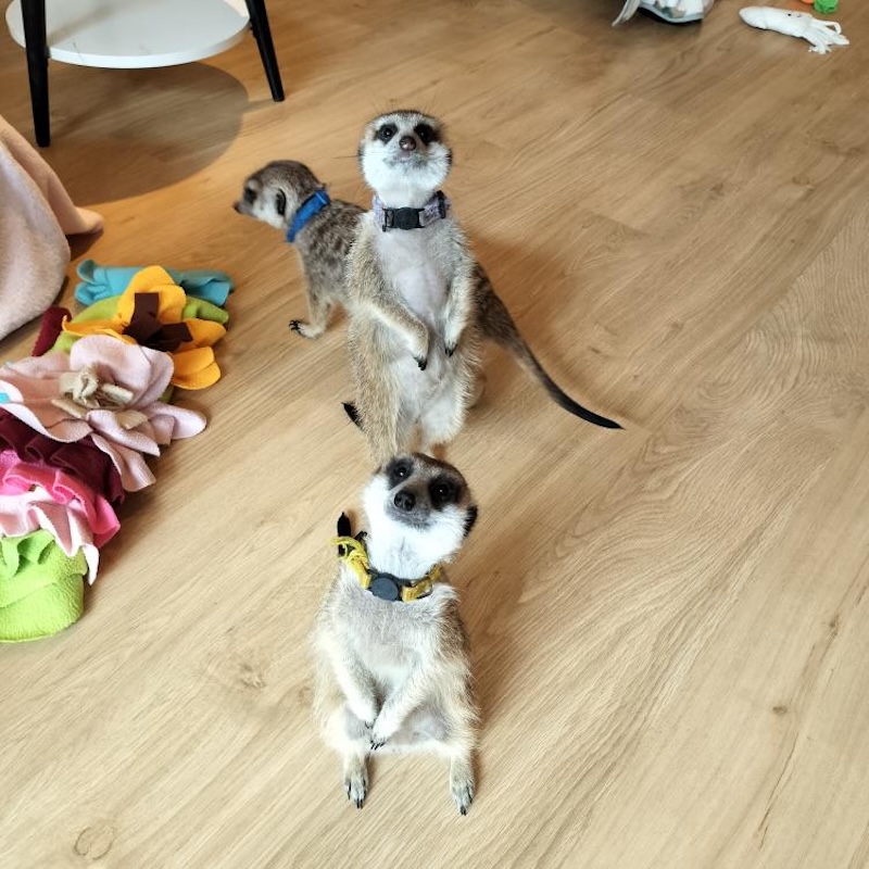 ミーアキャットカフェ googoo内観2