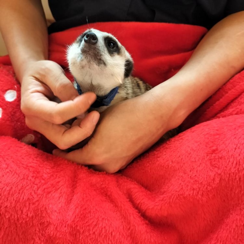 ミーアキャットカフェ googoo内観3