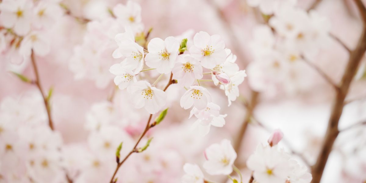 桜ってどんな花？ 花言葉や、観光で訪れたいおすすめの名所をご紹介