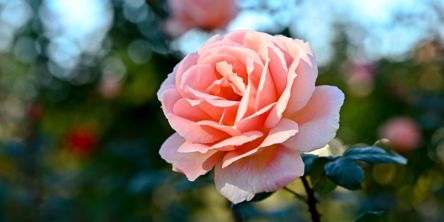 バラってどんな花？ 花言葉や、観光で訪れたいおすすめの名所をご紹介