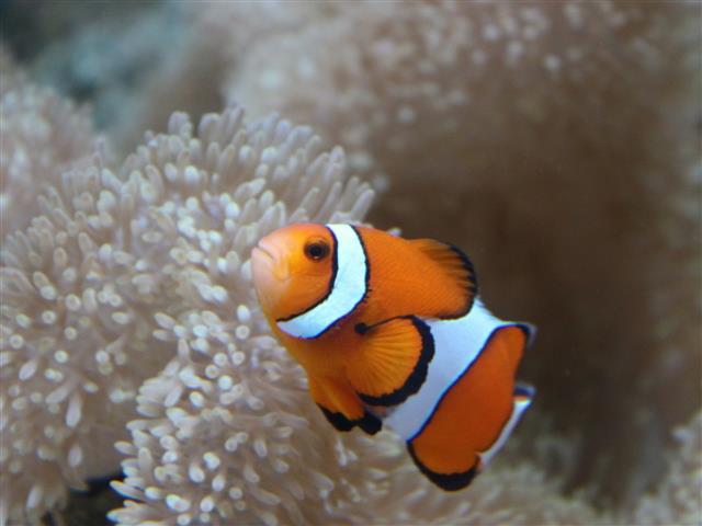 水族館の人気者「カクレクマノミ」