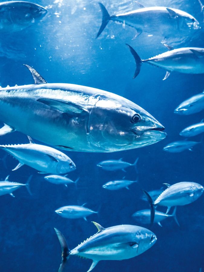 大水槽を泳ぐクロマグロ／（公財）東京動物園協会