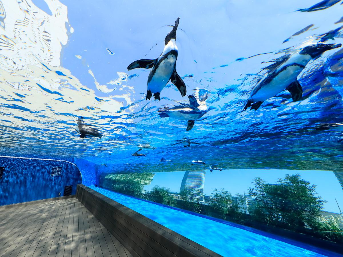 「天空のペンギン」