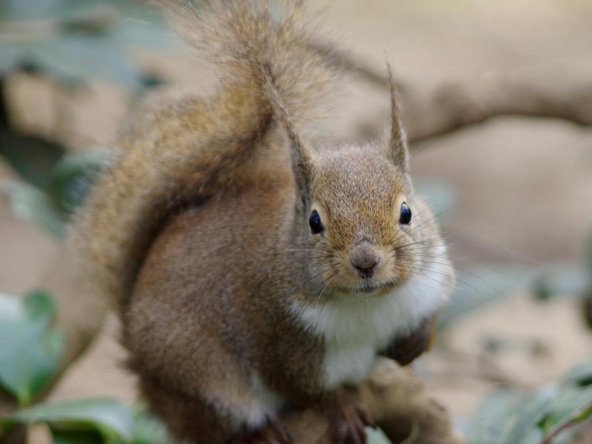 リスの小径／（公財）東京動物園協会
