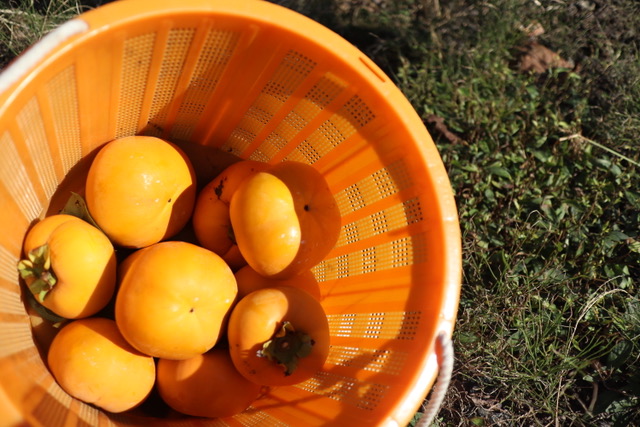 かつらぎ町のフルーツ狩り