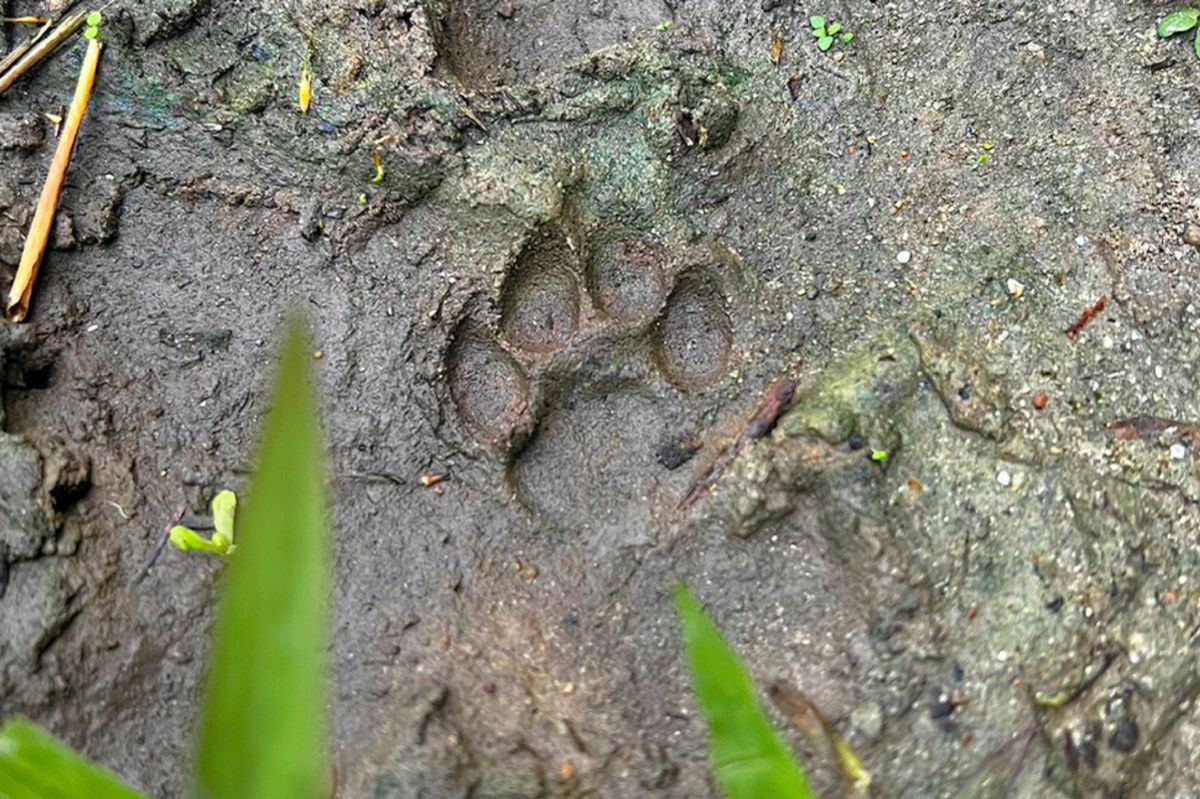 イリオモテヤマネコ痕跡ツアー