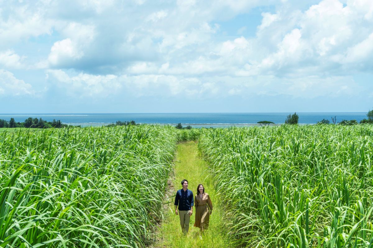 サトウキビ畑ガイドツアー