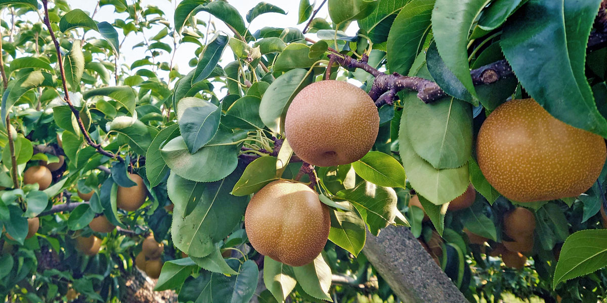 茨城県でおすすめの梨狩り（2025）時期や食べ放題、品種は？