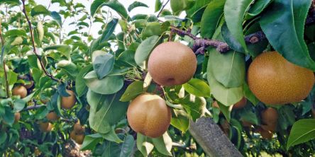 茨城県でおすすめの梨狩り(2025)時期や食べ放題、品種は?