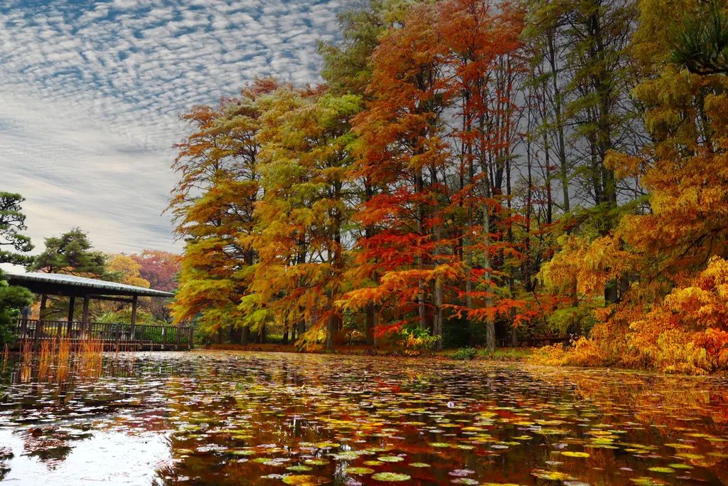 中池の流れの紅葉