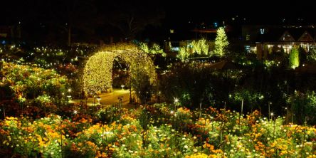 茨城県のおすすめイルミネーション（2025-2026）つくば、土浦、日立のクリスマスほか