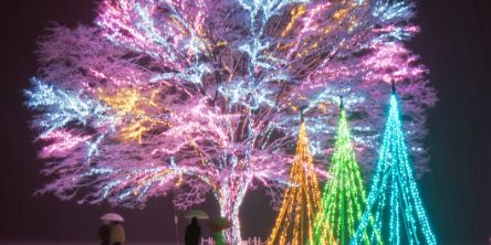 新潟県のおすすめイルミネーション&雪まつりのライトアップ（2025-2026）