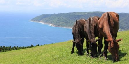 【2026年・午年】乗馬やふれあい体験など、馬にあえるおすすめスポット13選