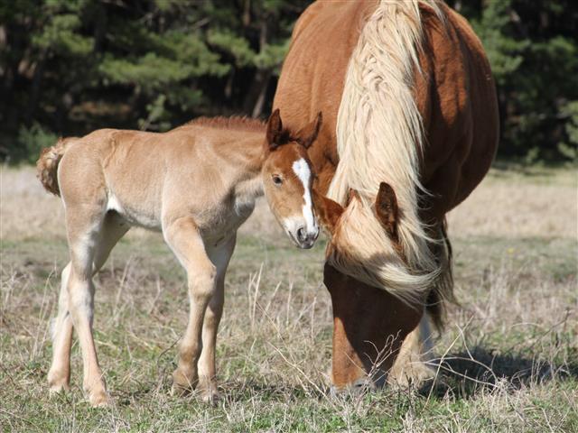 国定公園内に放牧されている寒立馬