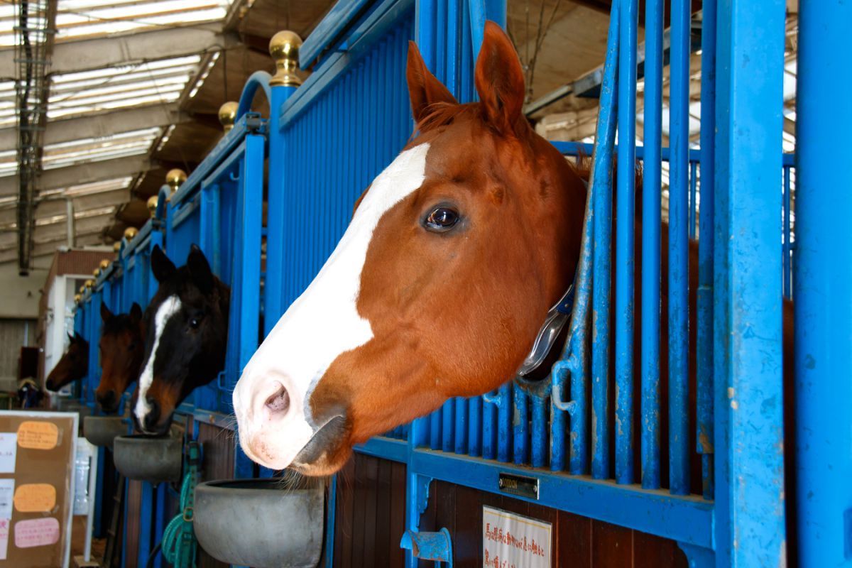 奥の馬から手前の馬まで、みんながニンジンを見つめています