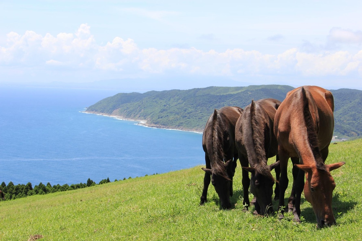 「都井岬観光交流館 PAKALAPAKA」