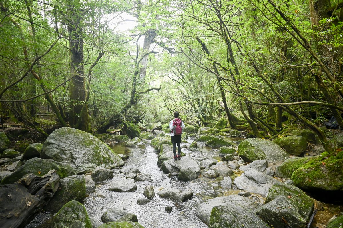【屋久島】島人おすすめ ！とっておきベストシーン
