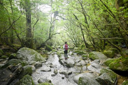 【屋久島】島人おすすめ ！とっておきベストシーン
