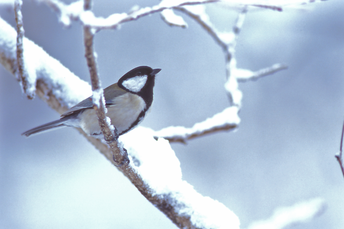 シジュウカラなどの野鳥にも出会えるかも