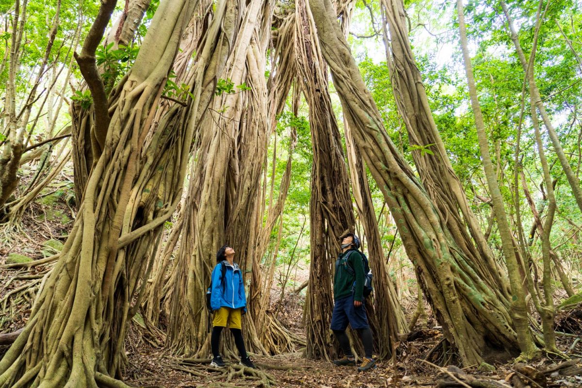 特徴的な「支柱根（しちゅうこん）」を伸ばし、岩や他の木に絡みつきながら成長する