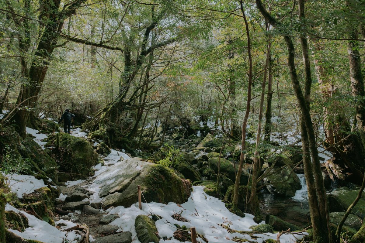 （冬）雪をまとった苔の森は、まるで時間が止まったような静けさに包まれる