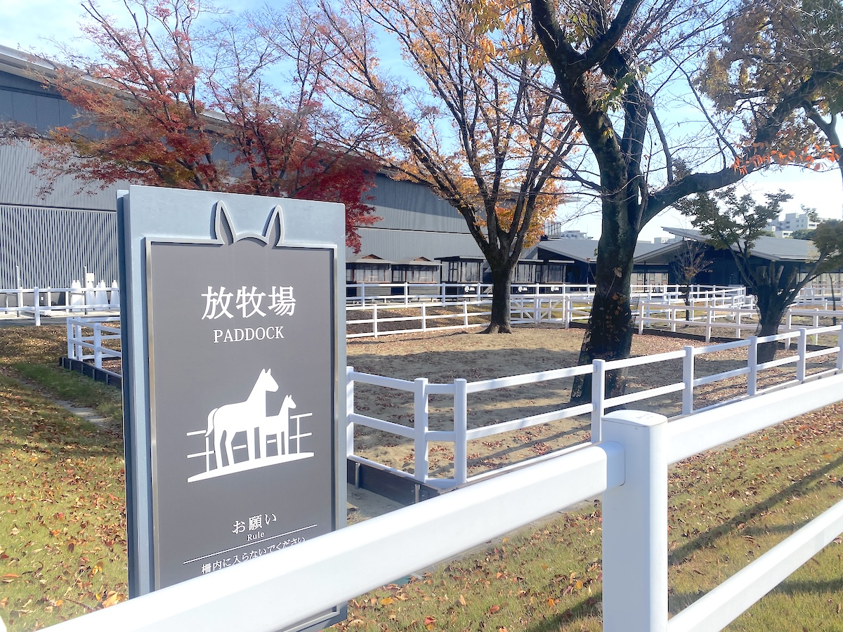 「馬事公苑」放牧場