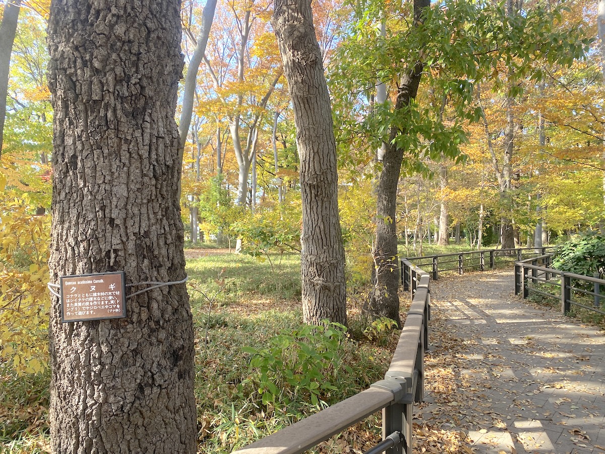 「馬事公苑」武蔵野自然林1