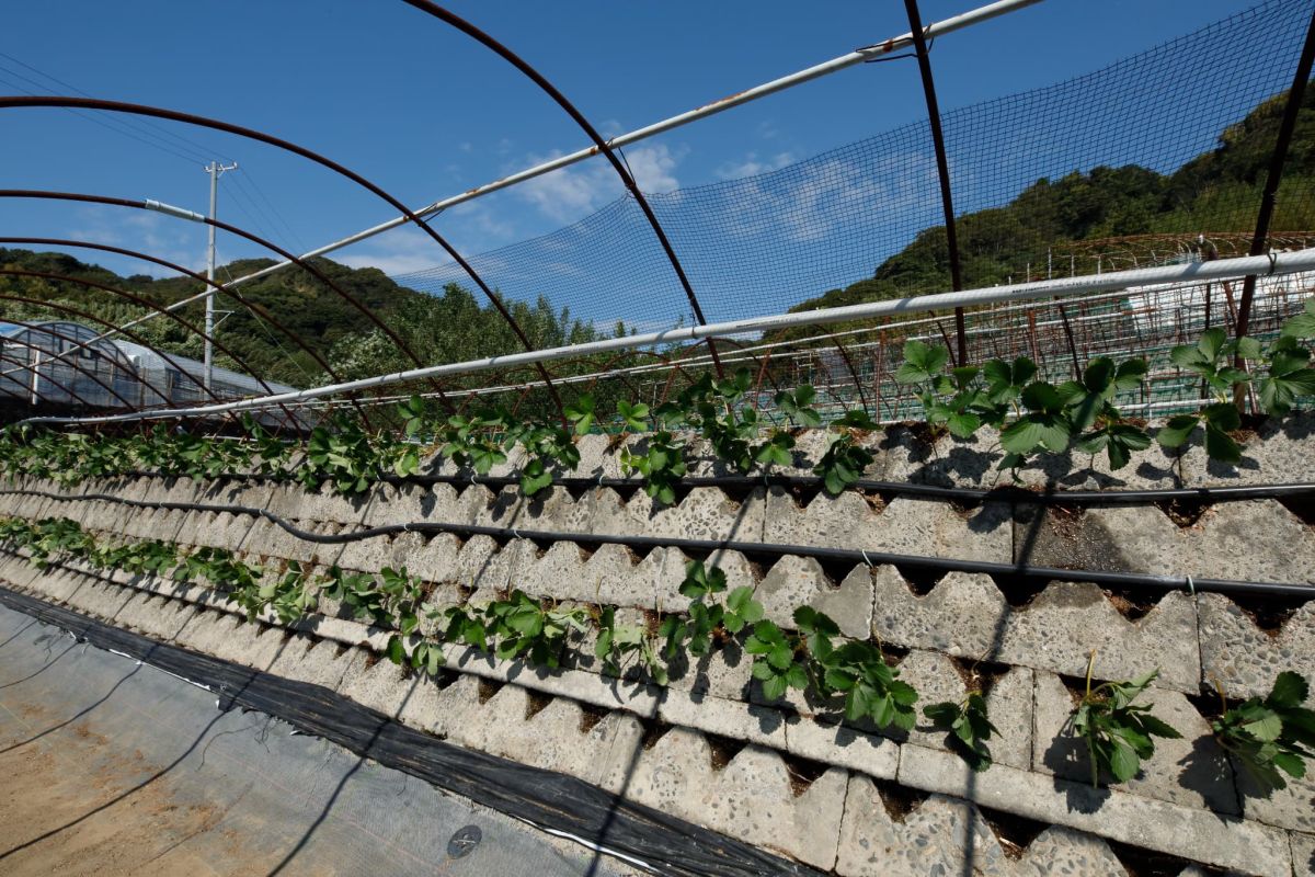 駿河湾を望む絶景のなか、&ldquo;旬のイチゴ&rdquo;を食べ比べ｜ 山内屋
