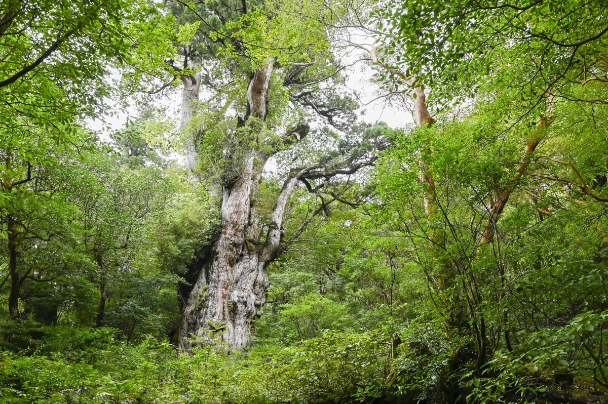 （夏）樹齢7200年ともいわれる巨大な屋久杉