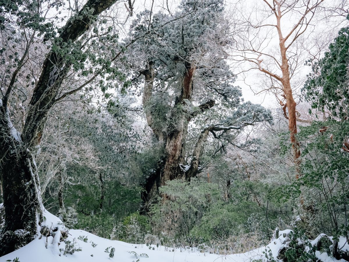（冬）純白の衣をまとったかのような威厳のある姿