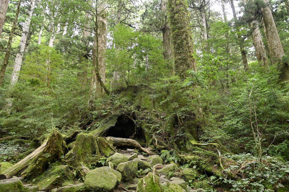 （夏）16世紀に伐採されたといわれる巨大な切株