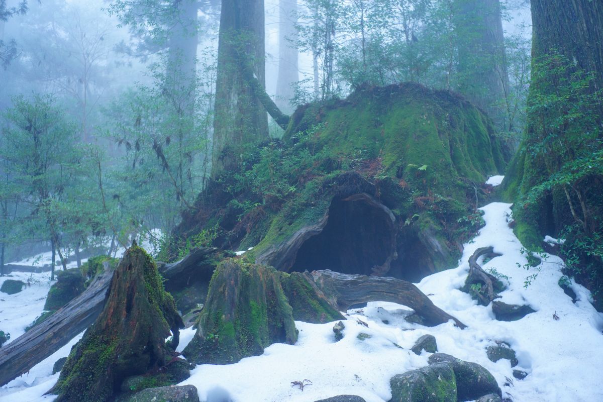 （冬）雪の白、樹皮の黒、深緑の苔のコントラストに息をのむ