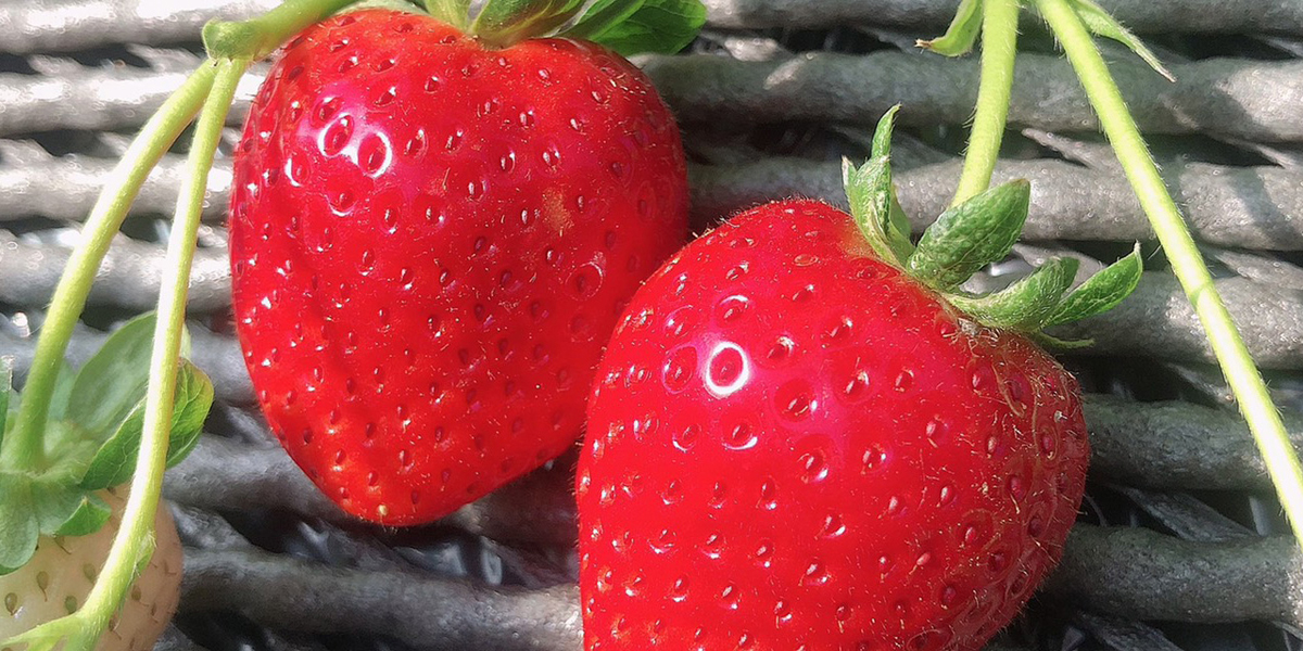 栃木のいちご狩りおすすめスポット（2026年最新版） 安くて人気の食べ放題もご紹介！