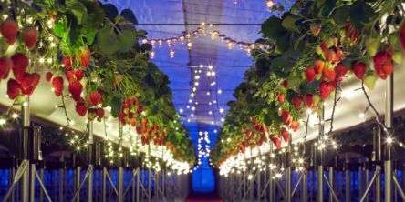 イチゴ好き必見！星野リゾート4施設で旬のイチゴを味わい尽くす「いちご滞在」