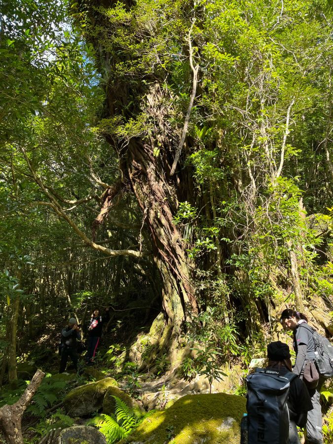 ジャングルや苔に覆われた森など表情豊かな自然の中を歩いて行く