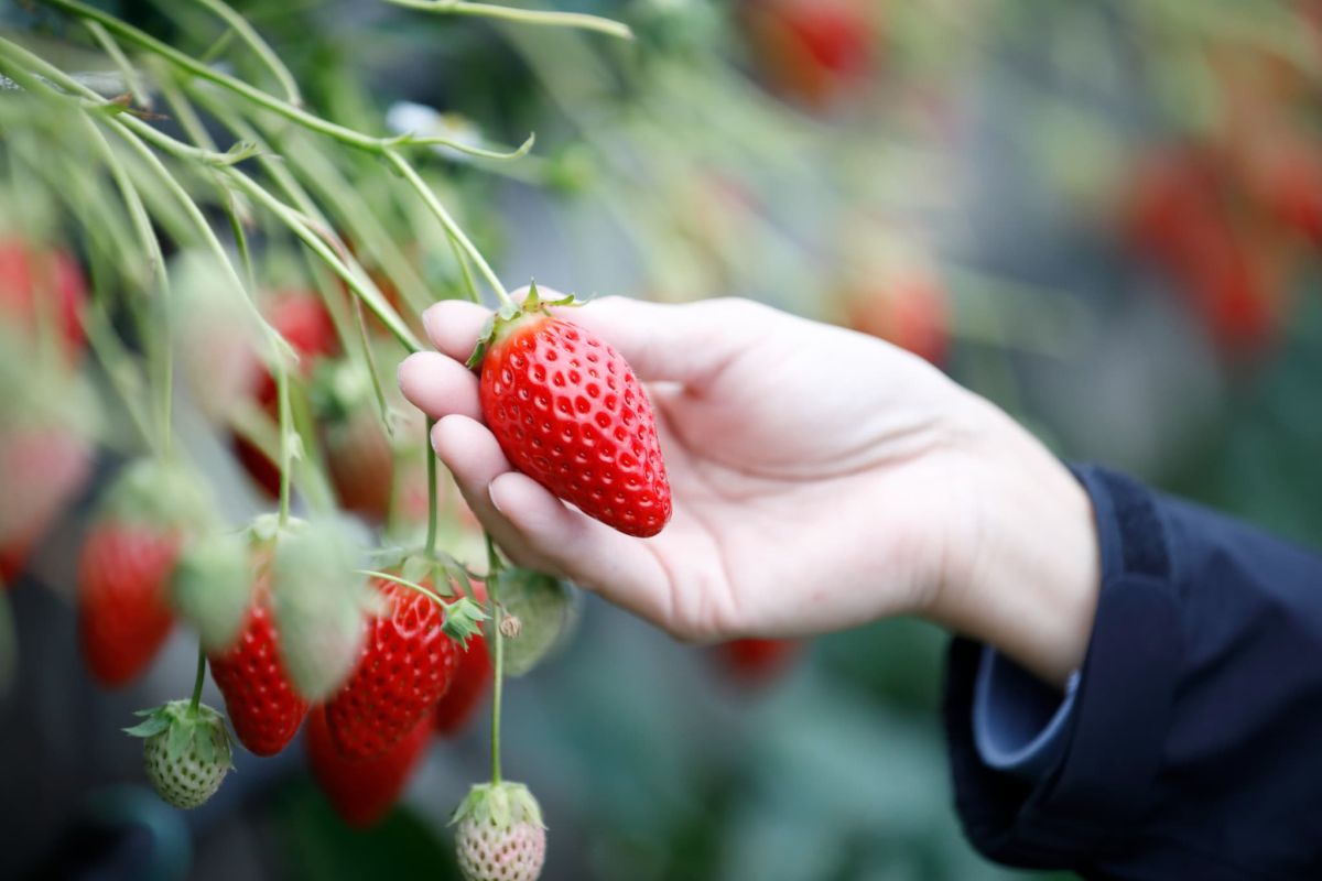 駿河湾を望む絶景で、&ldquo;イチゴ&rdquo;を味わおう
